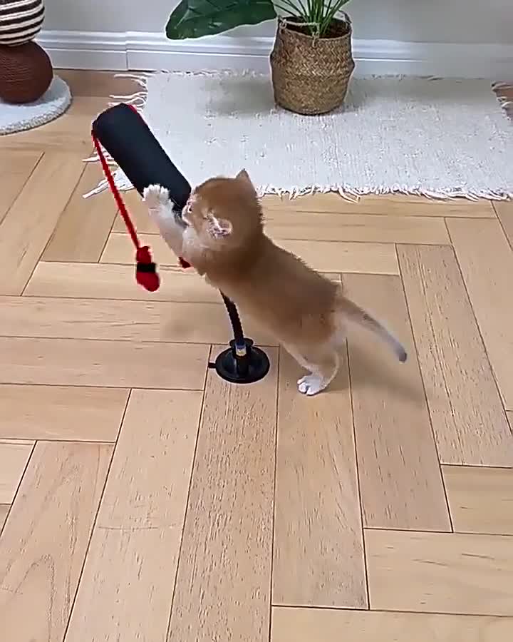 Productos para mascotas: nuevas oportunidades para tu negocio
